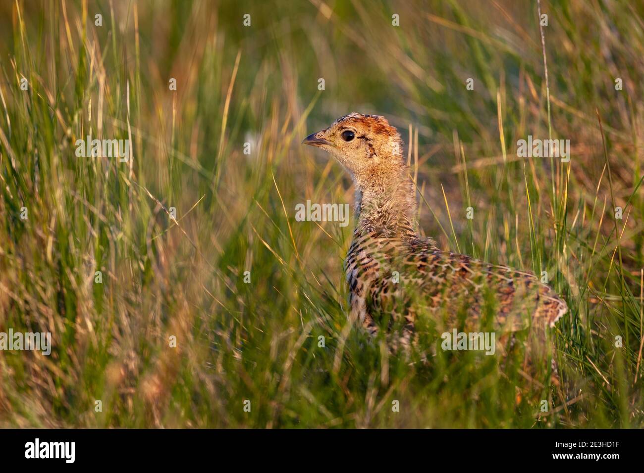 Pheasant (Phasianus colchicus) chick, Northumberland,  UK Stock Photo