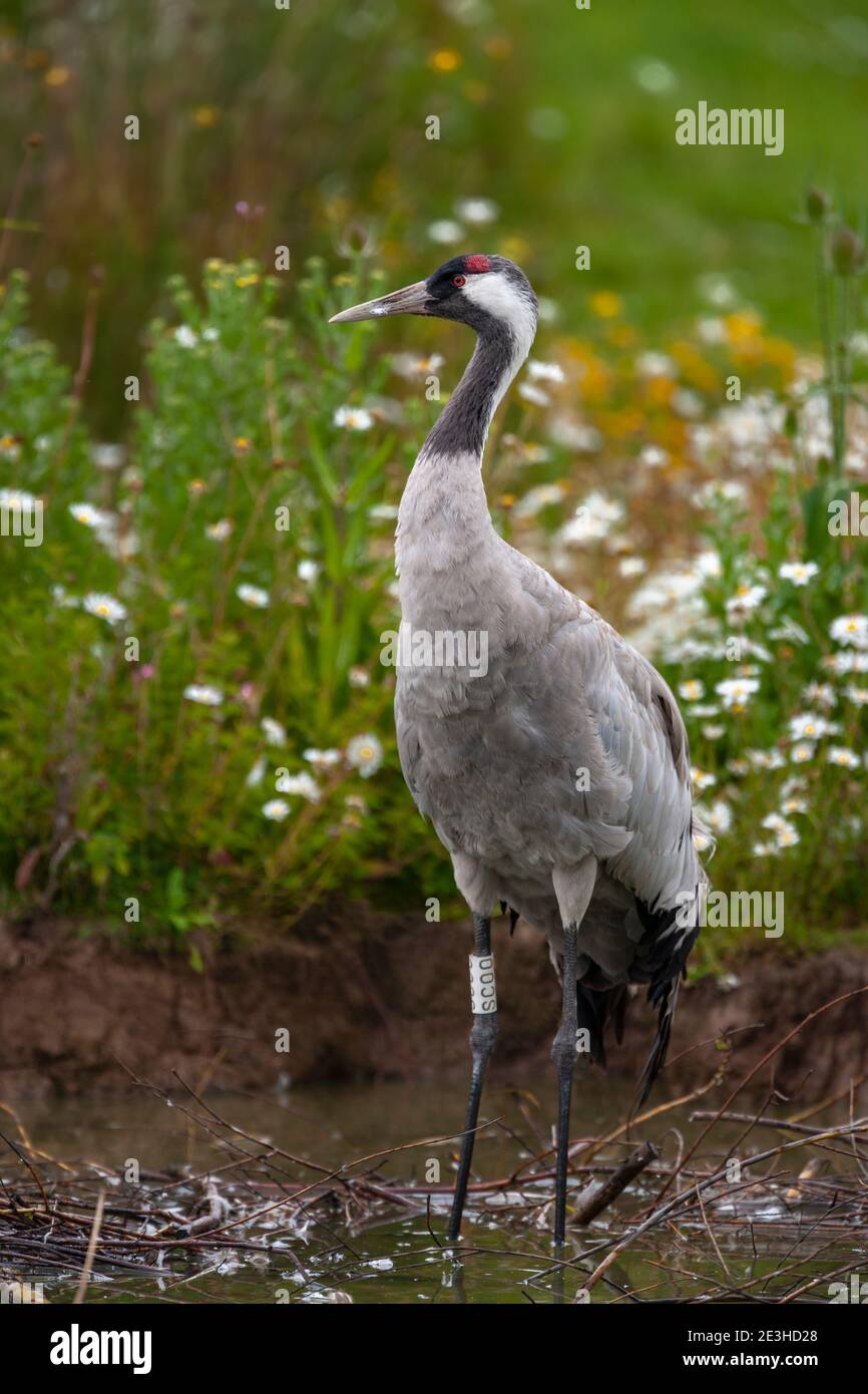 Eurasian crane (Grus grus), captive, Slimbridge WWT, Gloucestershire, UK Stock Photo