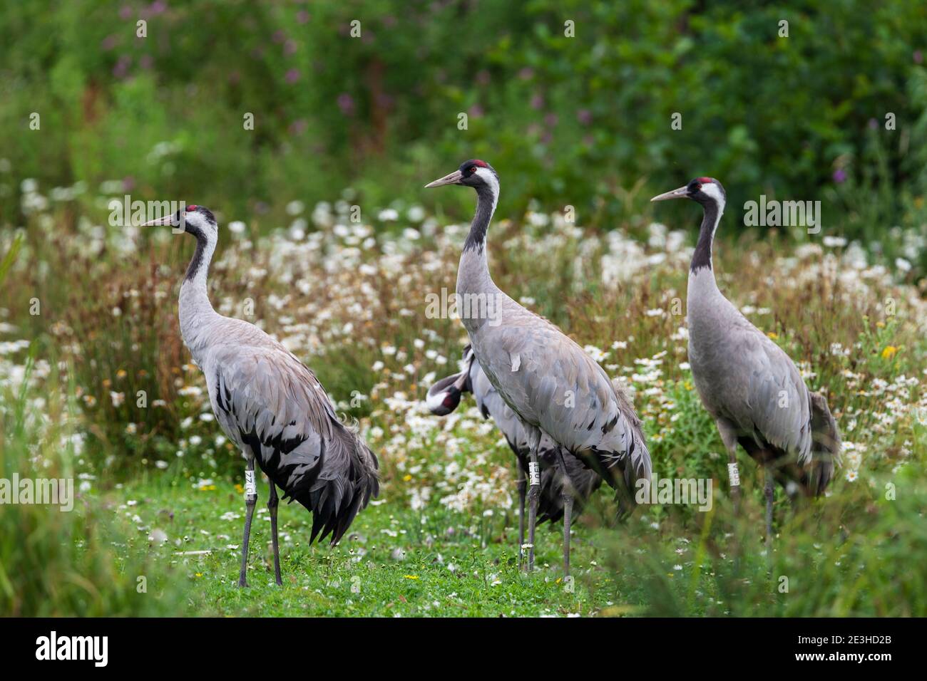 Eurasian cranes (Grus grus), captive, Slimbridge WWT, Gloucestershire, UK Stock Photo