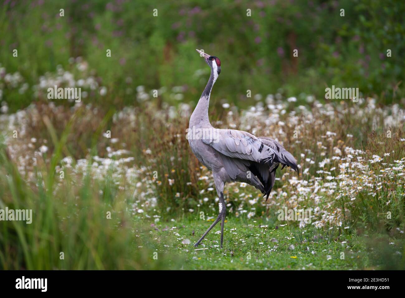 Eurasian crane (Grus grus), captive, Slimbridge WWT, Gloucestershire, UK Stock Photo