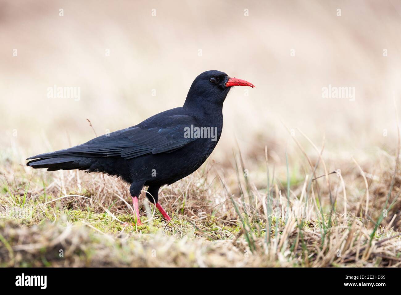 Red-billed chough (Pyrrhocorax pyrrhocorax), Loch Gruinart, Islay, Scotland Stock Photo