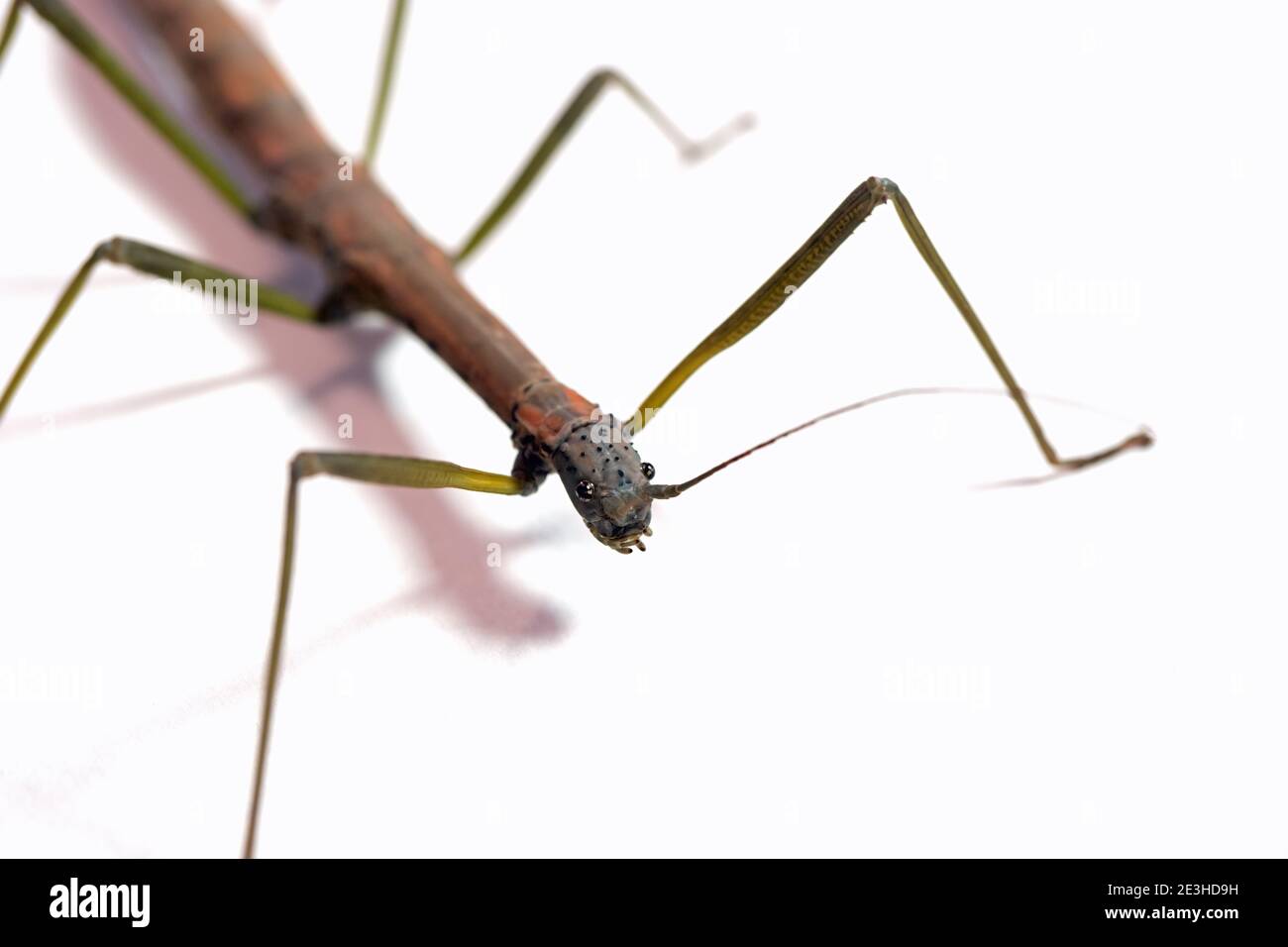 Studio shot of an adult female of Nuichua rabaeyae. Tropical stick insect, walking stick from Vietnam, Asia on white background. Copy space Stock Photo