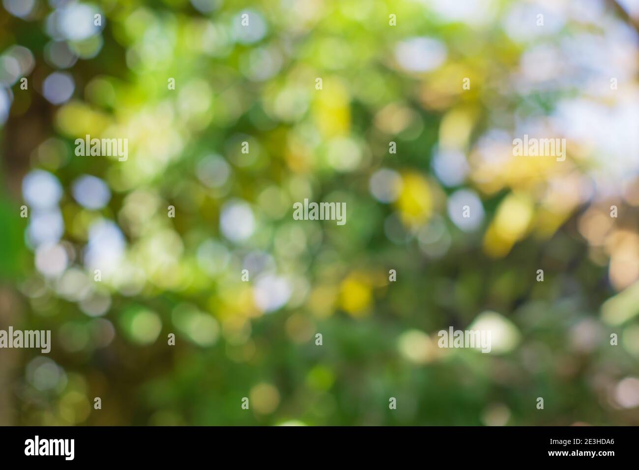Green nature bokeh background, Defocused abstract background Stock Photo