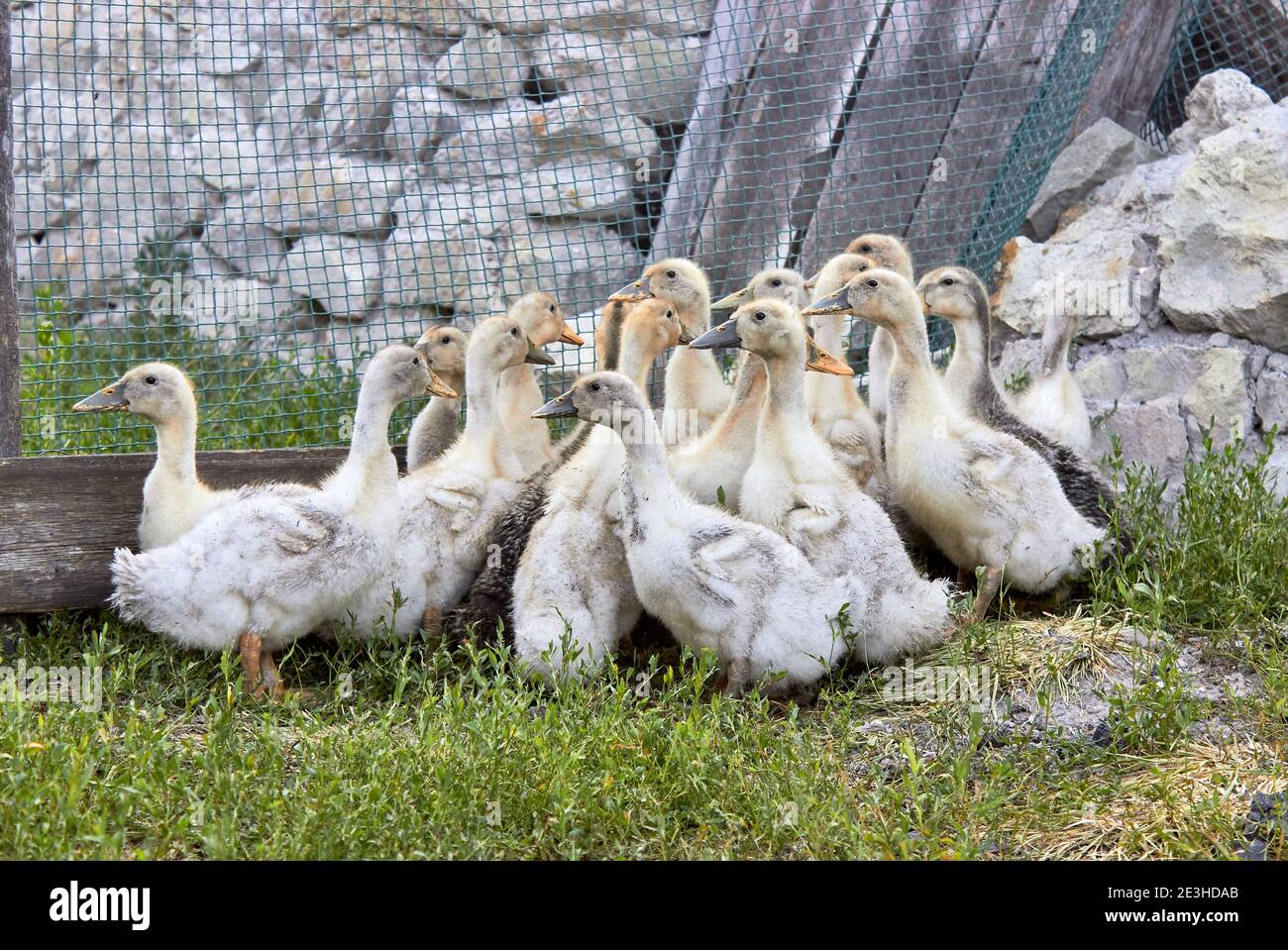A small group of white and gray domestic ducks with outstretched necks on green grass, raised on a small farm. Stock Photo