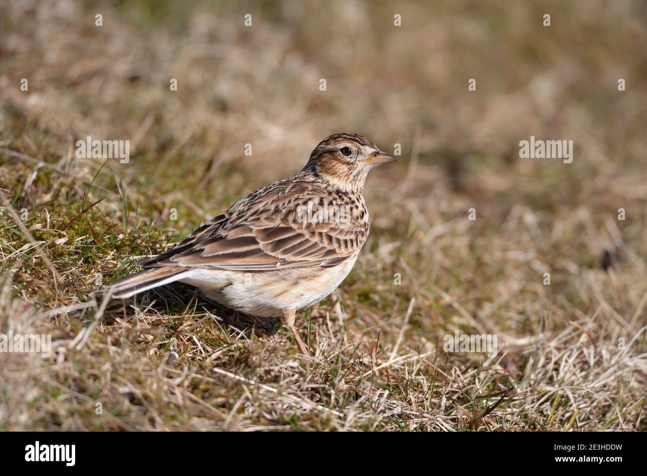 Skylark (Alauda arvensis), Otterburn ranges, Northumberland, UK Stock Photo