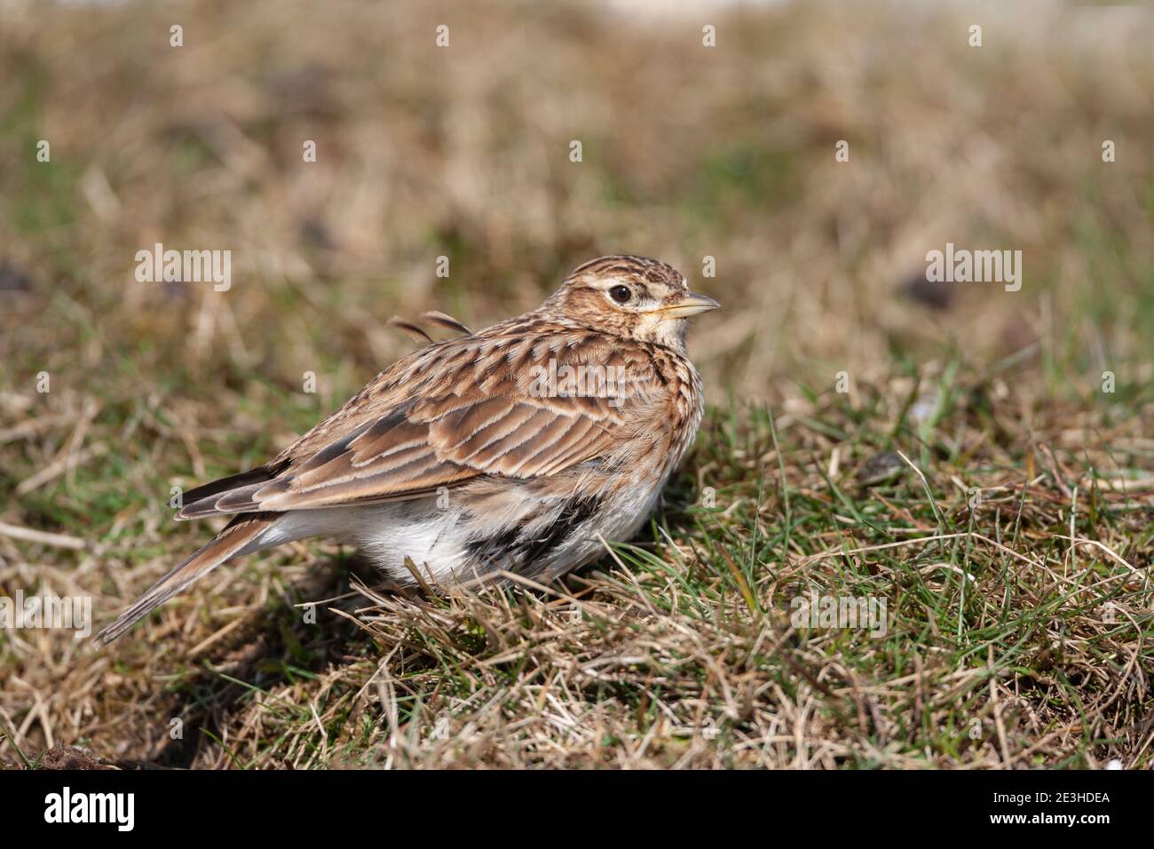 Skylark (Alauda arvensis), Otterburn ranges, Northumberland, UK Stock Photo