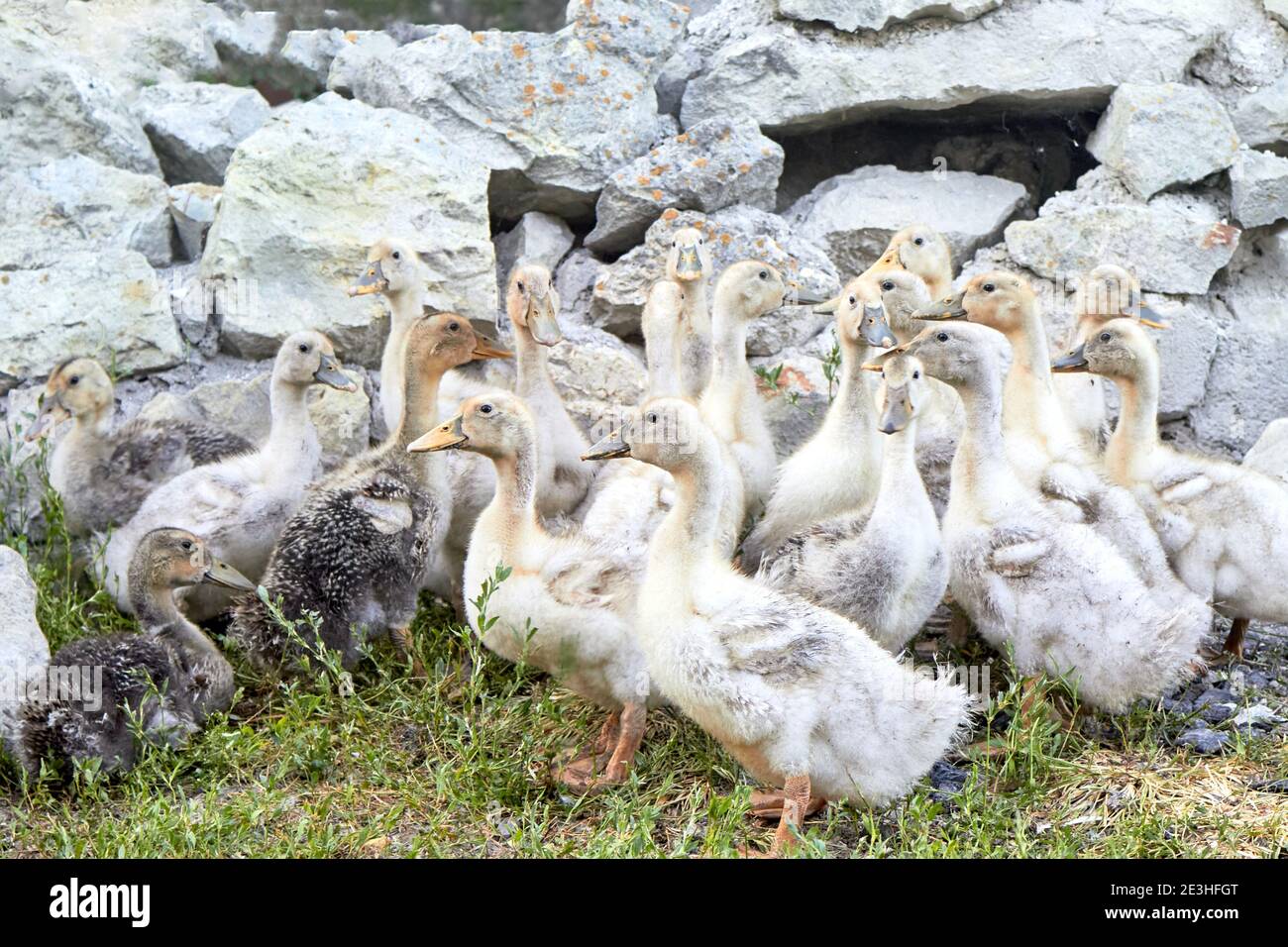 Animal farm theme. A group of yellow and gray domestic ducks with outstretched necks on green grass against a stone fence, raised on a small farm. Stock Photo