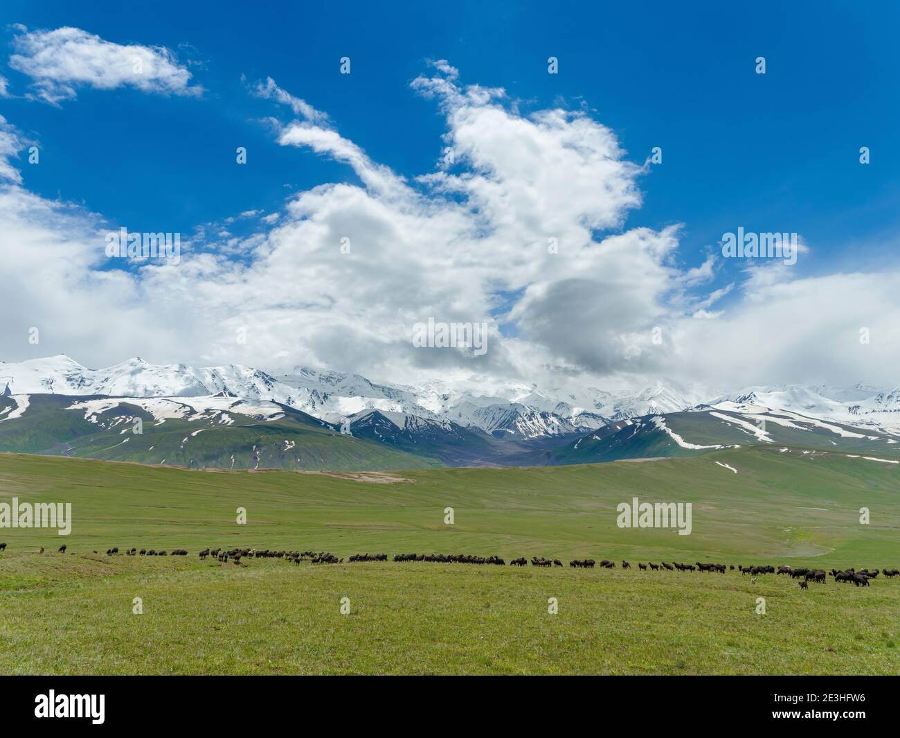 Sheep on their summer pasture. Alaj Valley in front of the Trans-Alay mountain range in the Pamir mountains. Asia, central Asia, Kyrgyzstan Stock Photo