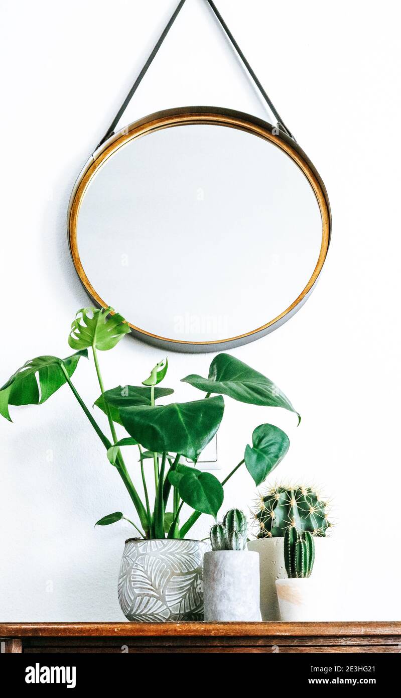 Group of various Monstera and cactus plants on a wooden table with a round mirror hanging on a leather strap in front of a white wall Stock Photo