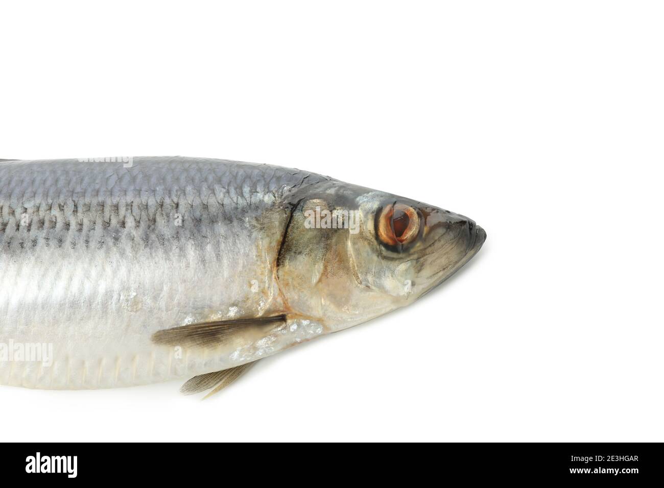 Fresh herring fish isolated on white background Stock Photo Alamy