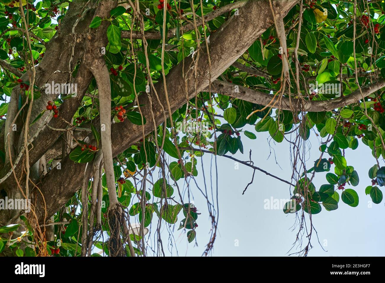 Tropical banyan tree, ficus benghalensis, in near plan Stock Photo