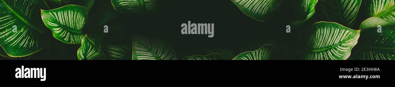 Main header oblong banner of tropical plant leaves with copy space Stock Photo