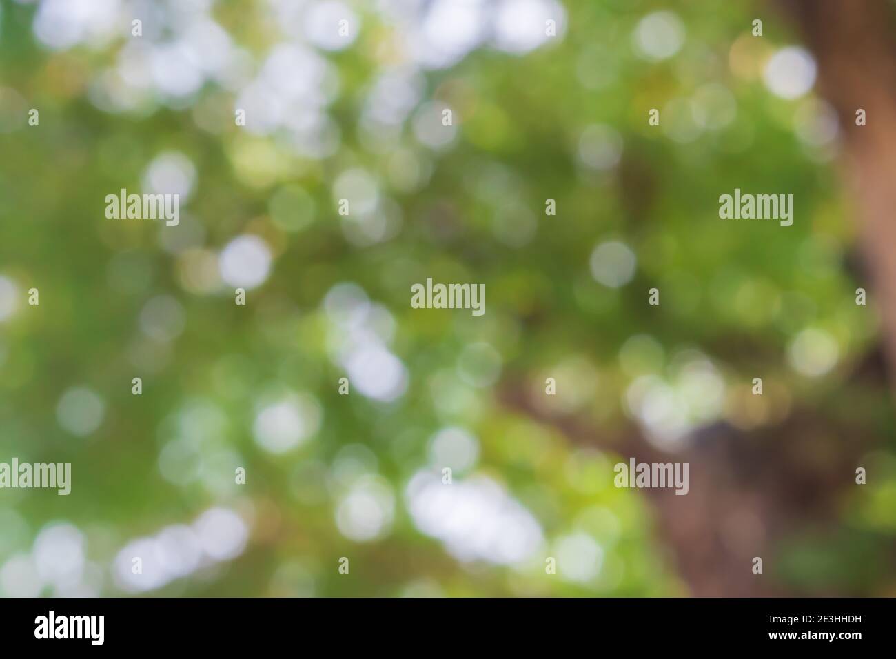 Abstract green nature bokeh background. Stock Photo