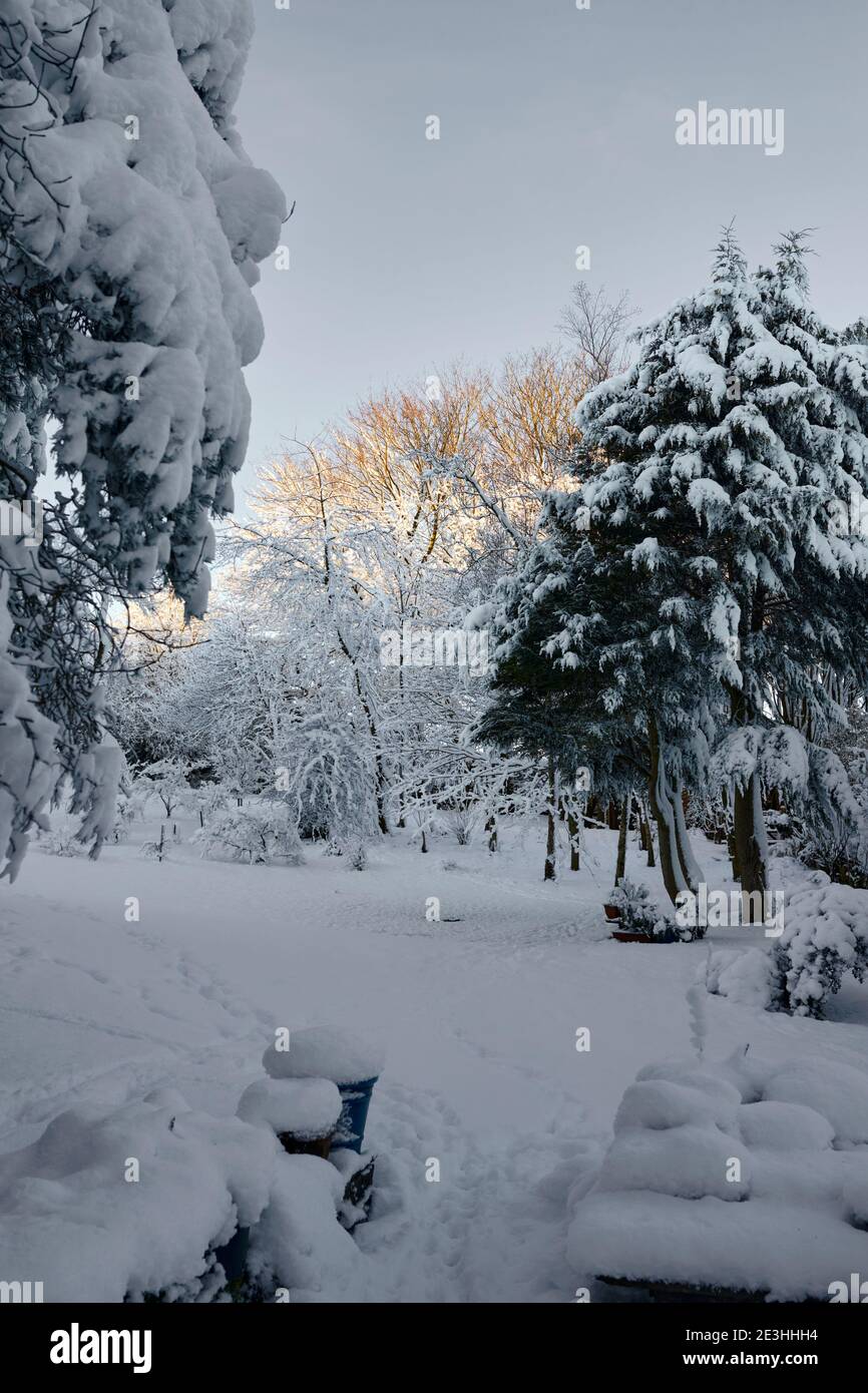 With bright morning winter sunshine, heavy snowfall covers the moorland smallholding garden Stock Photo