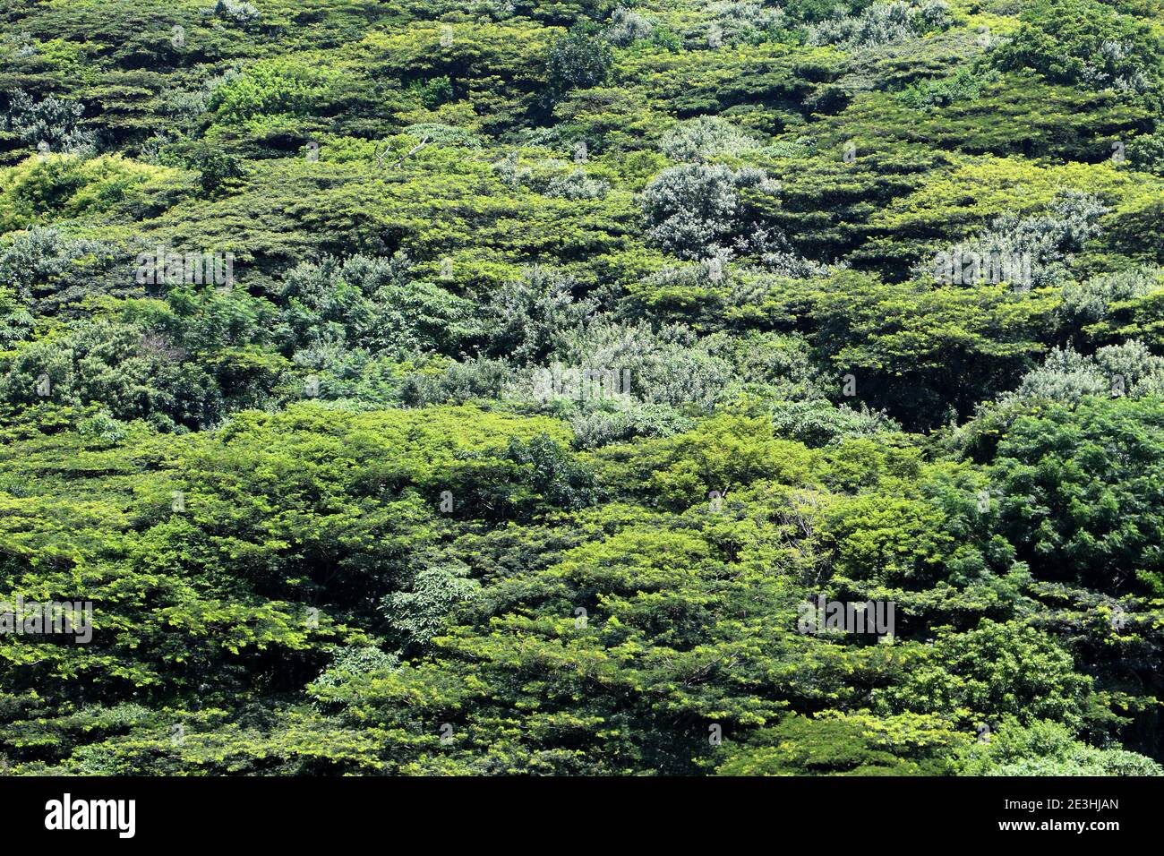 Lush green forest jungle wallpaper Stock Photo