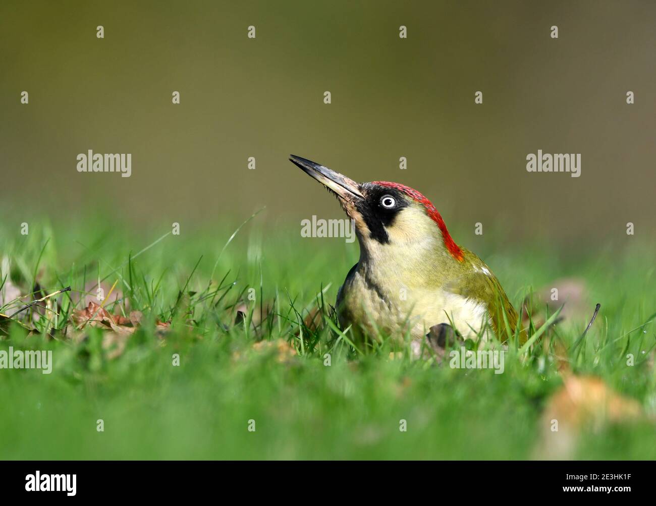 Green Woodpecker (Picus viridis) female on grassy ground, Wales, November Stock Photo