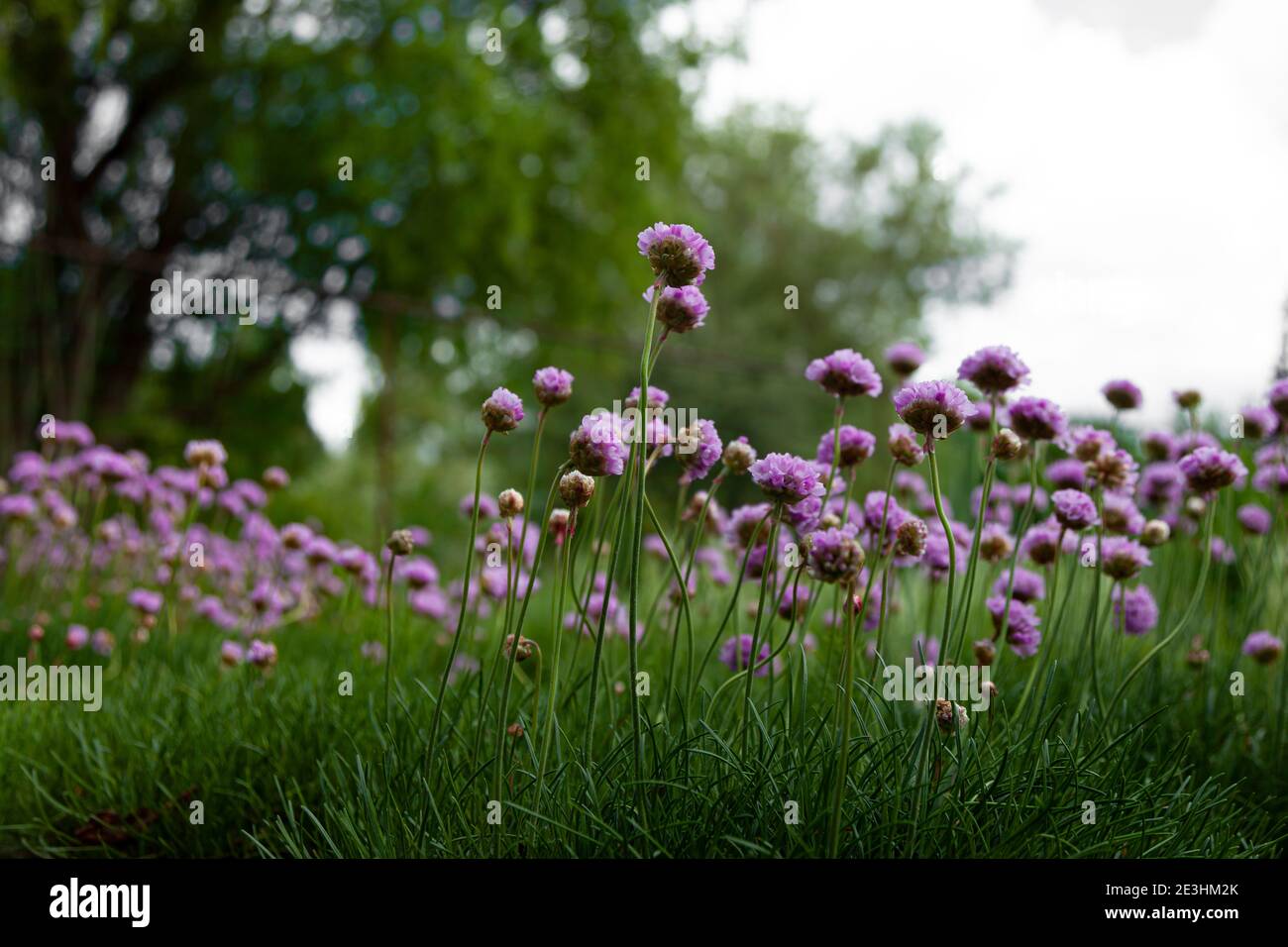 Purple flowers in the garden. Onion, or chives, is a perennial herbaceous plant Latin name: Allium schoenoprasum. Stock Photo