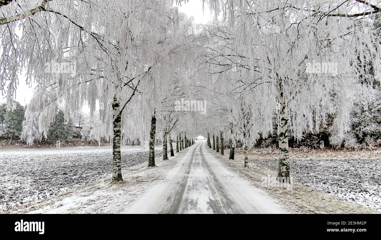 Beautiful winter landscape with empty road and snow covered trees Stock ...