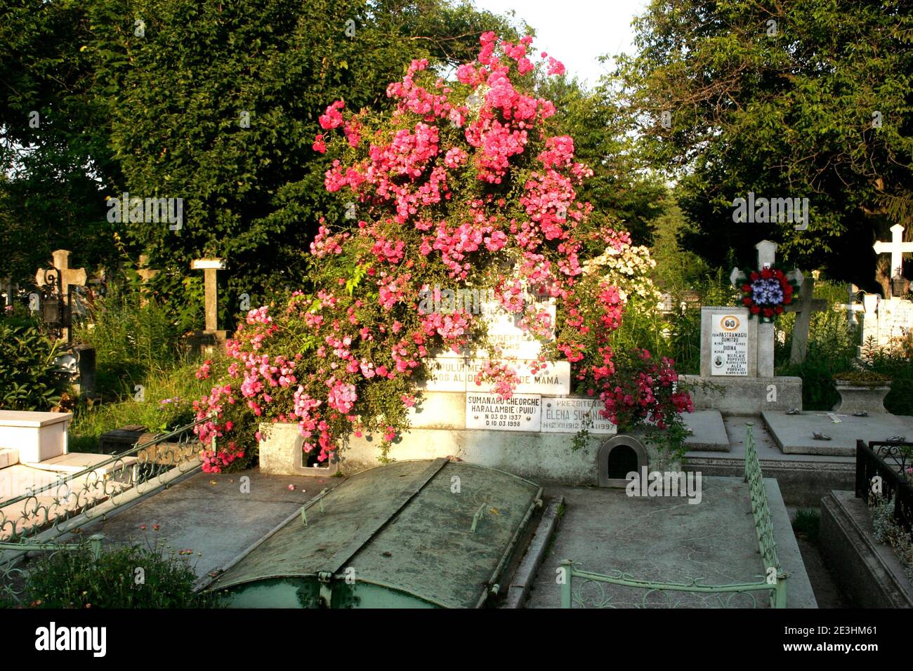 Tomb in a Christian Orthodox cemetery in Romania, with cross covered in a climbing rose plant Stock Photo