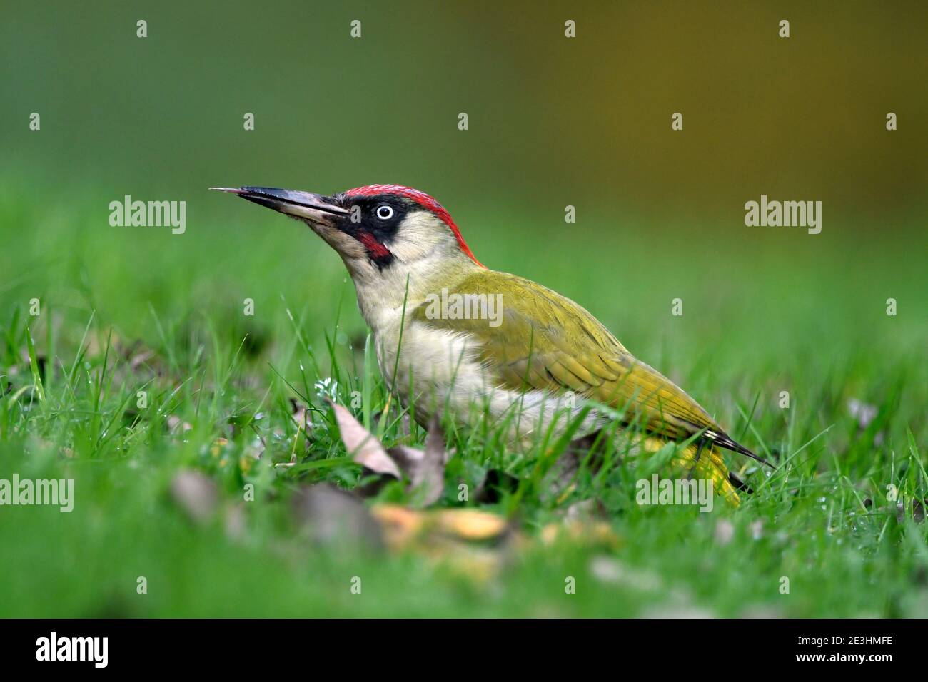 Green Woodpecker (Picus viridis) male sitting on grassy ground, tongue extended, Wales, November Stock Photo