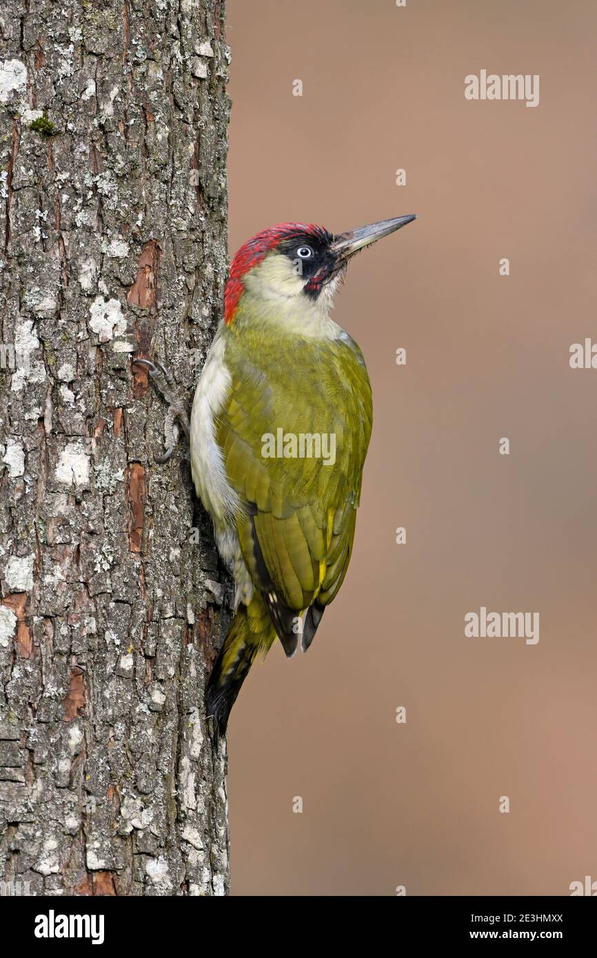 Green Woodpecker (Picus viridis) male perched on tree trunk, Wales, November Stock Photo