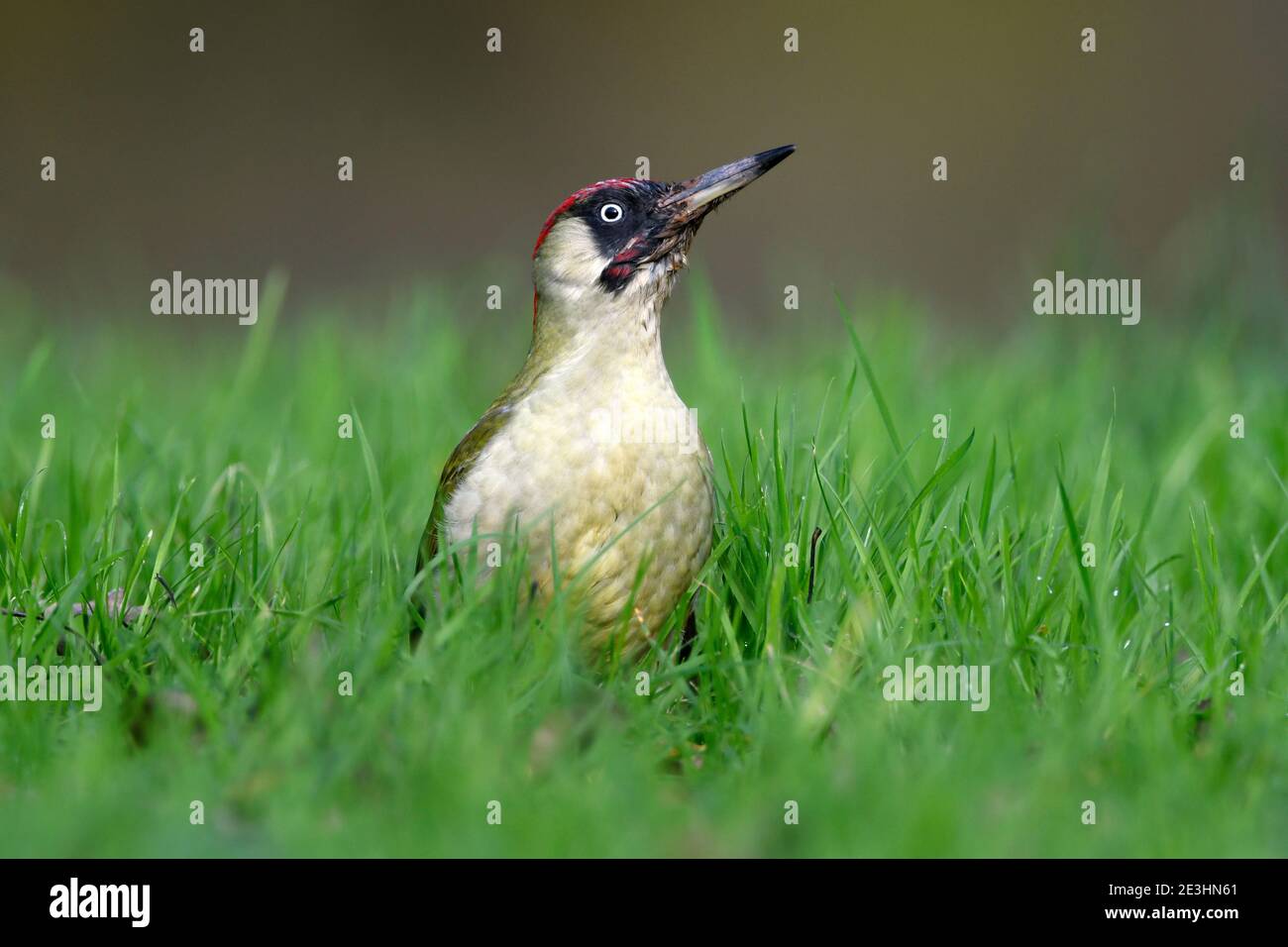 Green Woodpecker (Picus viridis) female and male standing on grassy ground, Wales, November Stock Photo