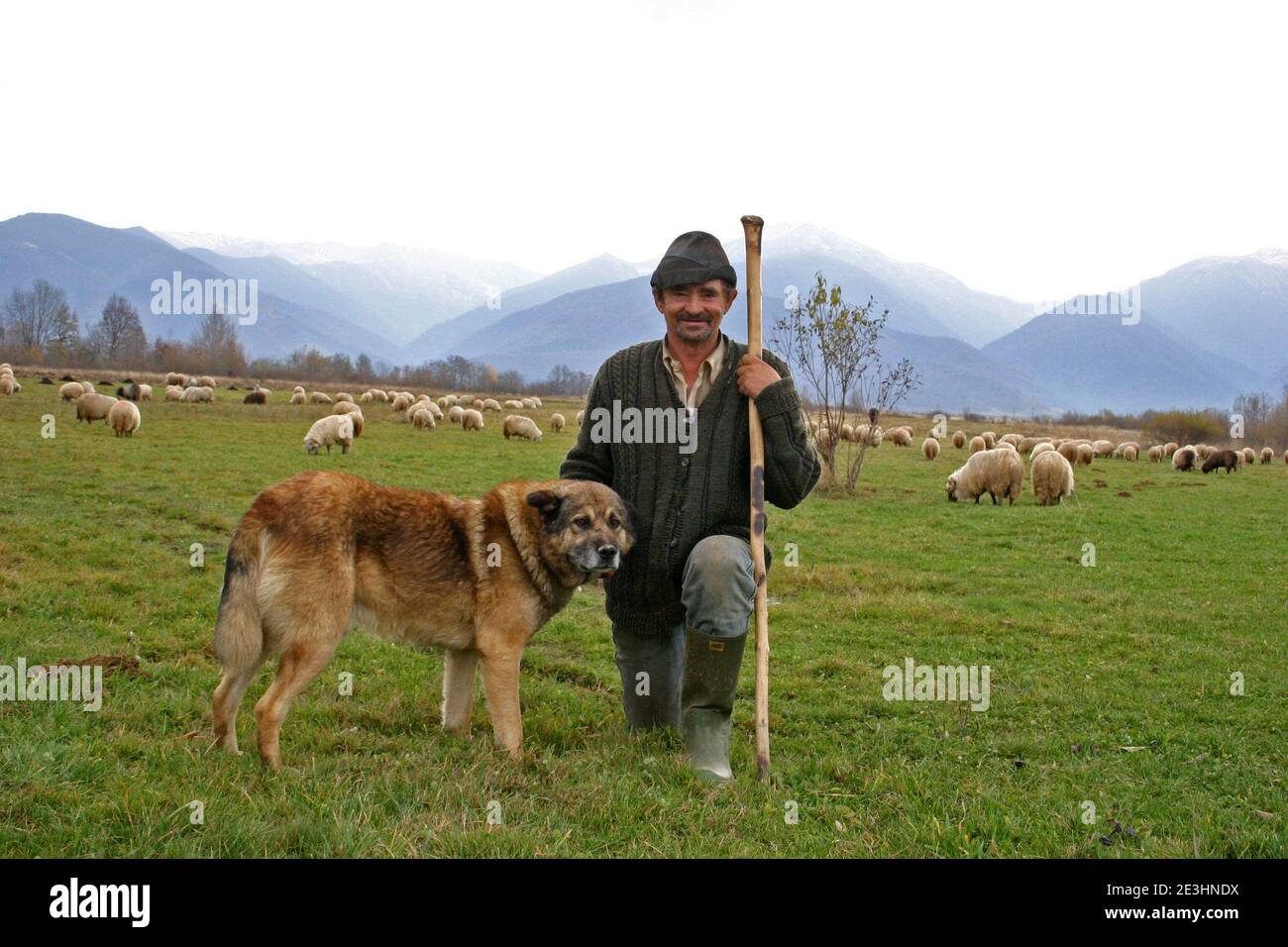 Flock of sheep and shepherd in the Carpathian Mountains, Romania Stock ...