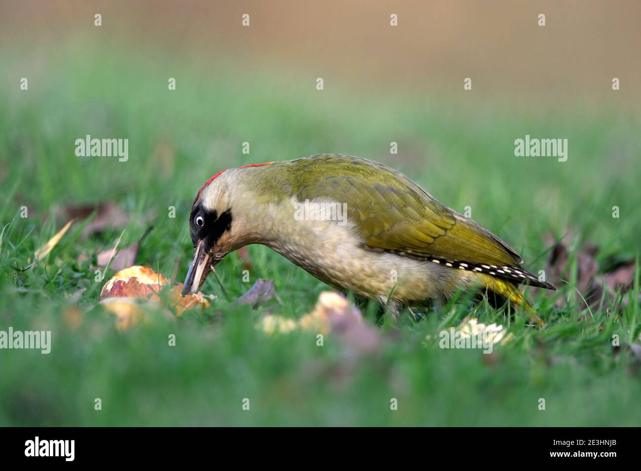 Green Woodpecker (Picus viridis) female on grassy ground, Wales, feeding on fallen apple fruit, November Stock Photo