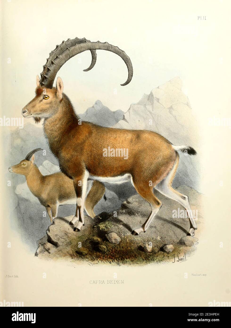 The Nubian ibex (Capra nubiana [Here as Capra beden]) is a desert-dwelling goat species found in mountainous areas of northern and northeast Africa, and the Middle East. Its range is within Algeria, Egypt, Ethiopia, Eritrea, Israel, Jordan, Oman, Saudi Arabia, Sudan, and Yemen. It is extirpated in Lebanon. From the survey of western Palestine. The fauna and flora of Palestine by Tristram, H. B. (Henry Baker), 1822-1906 Published by The Committee of the Palestine Exploration Fund, London, 1884 Stock Photo