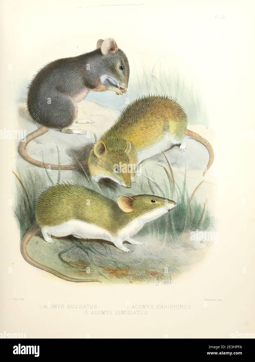 Spiny mouse species: Golden spiny mouse (Acomys russatus) [Top], Cairo spiny mouse (Acomys cahirinus [Here as Acomys cahirhinus]) [Centre] and  Eastern spiny mouse, Acomys dimidiatus From the survey of western Palestine. The fauna and flora of Palestine by Tristram, H. B. (Henry Baker), 1822-1906 Published by The Committee of the Palestine Exploration Fund, London, 1884 Stock Photo