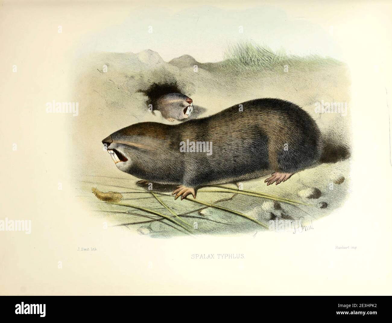 The greater mole-rat (Spalax microphthalmus [here as Spalax typhlus]) is a species of rodent in the family Spalacidae.[2] ItFrom the survey of western Palestine. The fauna and flora of Palestine by Tristram, H. B. (Henry Baker), 1822-1906 Published by The Committee of the Palestine Exploration Fund, London, 1884 Stock Photo