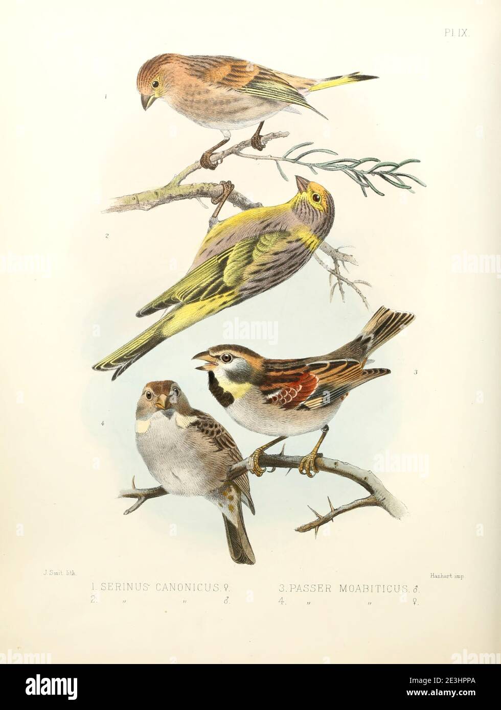 Male and female finches (Serinus sp. [Here as Serinus canonicus] Top and  Dead Sea sparrow (Passer moabiticus) Bottom From the survey of western Palestine. The fauna and flora of Palestine by Tristram, H. B. (Henry Baker), 1822-1906 Published by The Committee of the Palestine Exploration Fund, London, 1884 Stock Photo