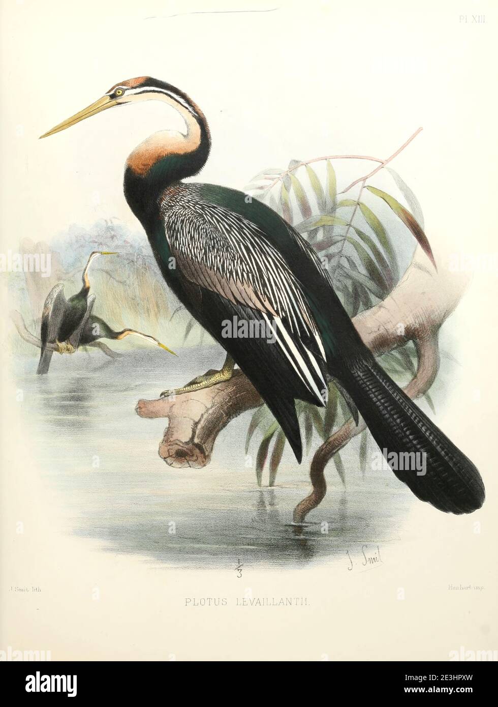 The African darter (Anhinga rufa [Here as Plotus levaillantii]), sometimes called the snakebird, is a water bird of sub-Saharan Africa and Iraq. From the survey of western Palestine. The fauna and flora of Palestine by Tristram, H. B. (Henry Baker), 1822-1906 Published by The Committee of the Palestine Exploration Fund, London, 1884 Stock Photo
