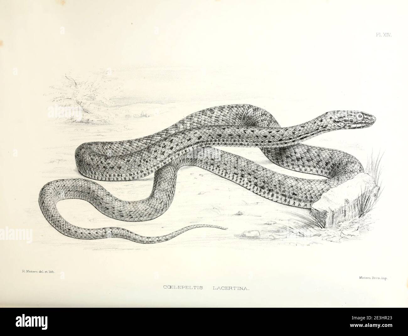 Malpolon monspessulanus [Here as Coelopeltis lacertina], commonly known as the Montpellier snake, is a species of mildly venomous rear-fanged colubrids. From the survey of western Palestine. The fauna and flora of Palestine by Tristram, H. B. (Henry Baker), 1822-1906 Published by The Committee of the Palestine Exploration Fund, London, 1884 Stock Photo