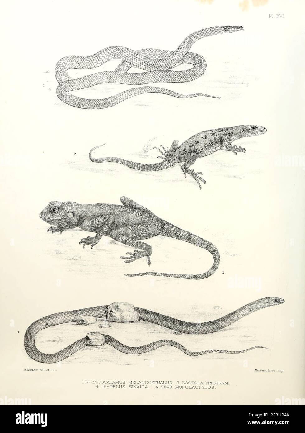 Snakes and Lizards : Rhyncocalamus melanocephalus, Zootoca tristrami, Trapelus sinaita, Seps monodactylus From the survey of western Palestine. The fauna and flora of Palestine by Tristram, H. B. (Henry Baker), 1822-1906 Published by The Committee of the Palestine Exploration Fund, London, 1884 Stock Photo