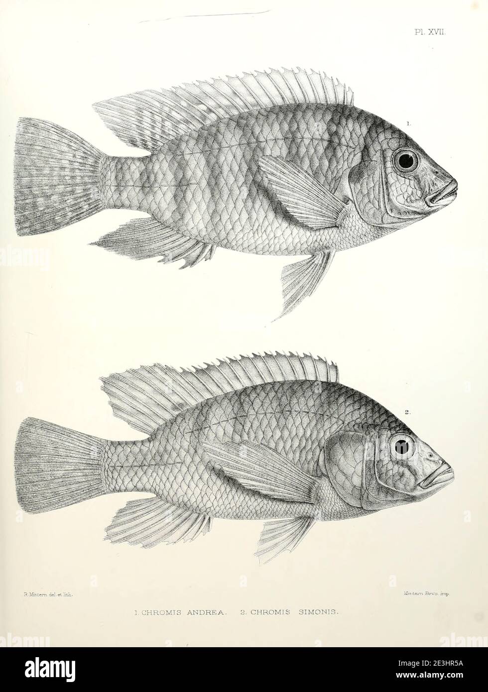 Chromis fish [Here as Chromis andrew and Chromis simonis] From the survey of western Palestine. The fauna and flora of Palestine by Tristram, H. B. (Henry Baker), 1822-1906 Published by The Committee of the Palestine Exploration Fund, London, 1884 Stock Photo