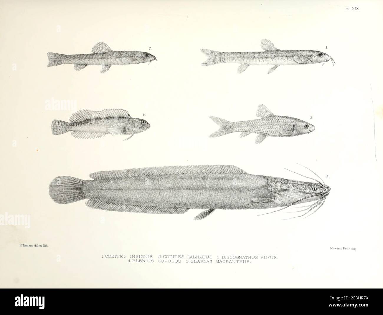Various fish species : Cobites insignis, C. galilaeus, Discognathus rufus, Blennius lupulus, Clarias macracanthus From the survey of western Palestine. The fauna and flora of Palestine by Tristram, H. B. (Henry Baker), 1822-1906 Published by The Committee of the Palestine Exploration Fund, London, 1884 Stock Photo