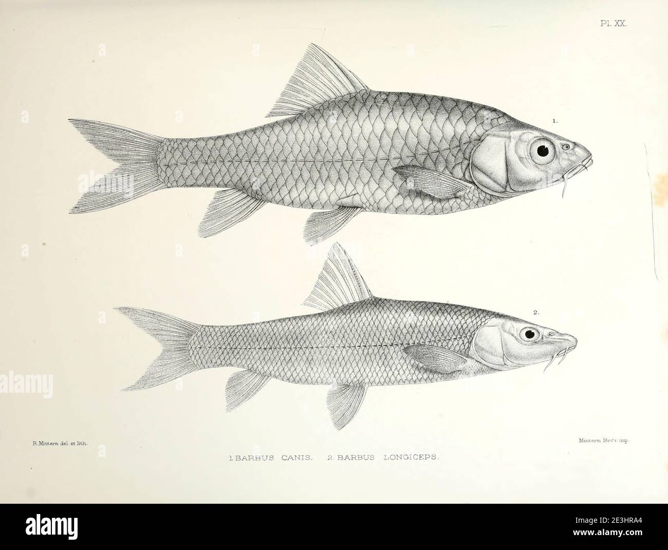 Barbus canis and Barbus longiceps fish From the survey of western Palestine. The fauna and flora of Palestine by Tristram, H. B. (Henry Baker), 1822-1906 Published by The Committee of the Palestine Exploration Fund, London, 1884 Stock Photo