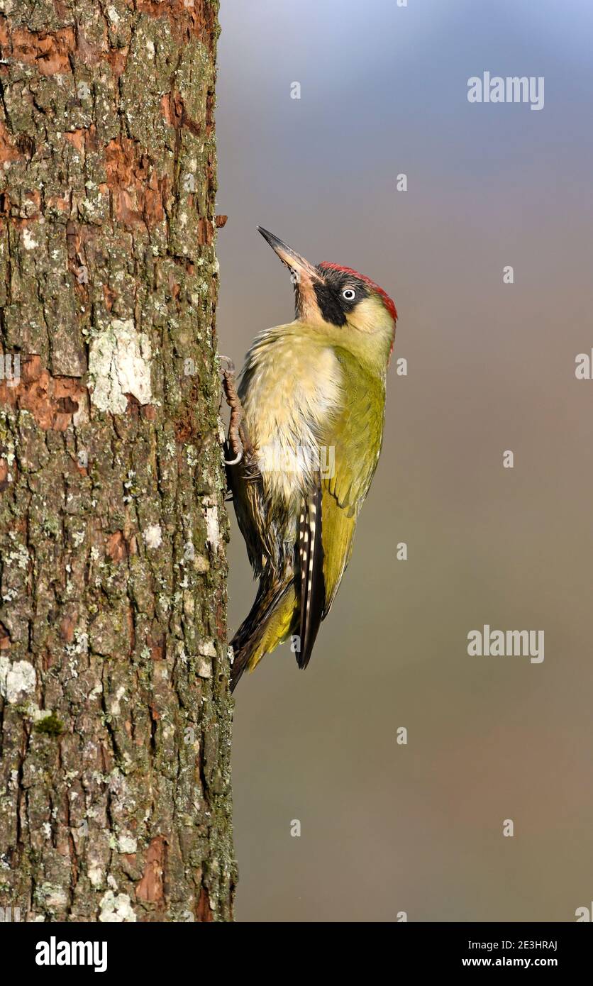 Green Woodpecker (Picus viridis) female perched on tree trunk, Wales, December Stock Photo