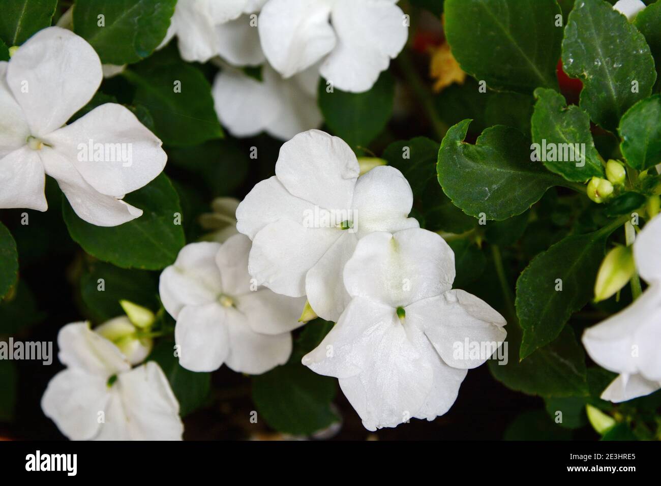 white impatiens close up, scientific name Impatiens walleriana flowers also called Balsam, flowerbed of blossoms in white Stock Photo