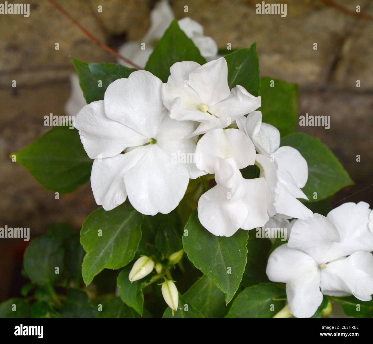 white impatiens close up, scientific name Impatiens walleriana flowers also called Balsam, flowerbed of blossoms in white Stock Photo