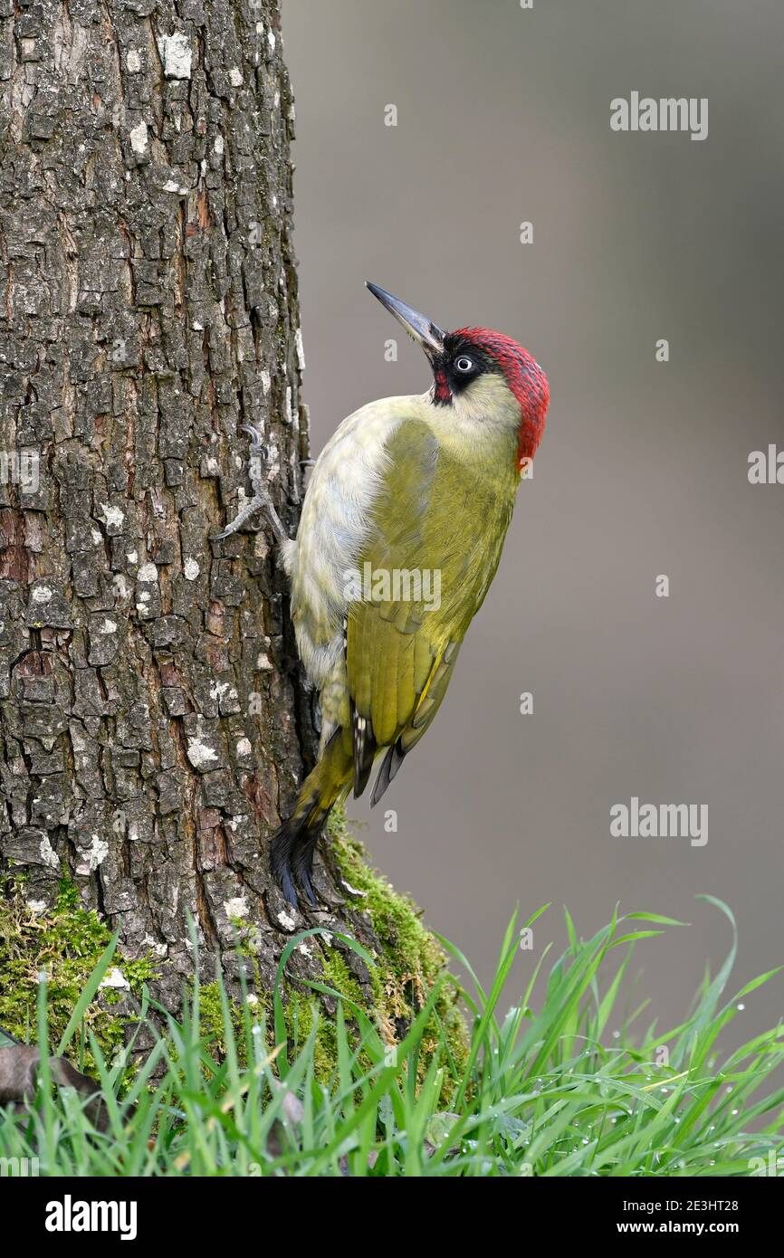 Green Woodpecker (Picus viridis) male perched on base of tree trunk, Wales, December Stock Photo