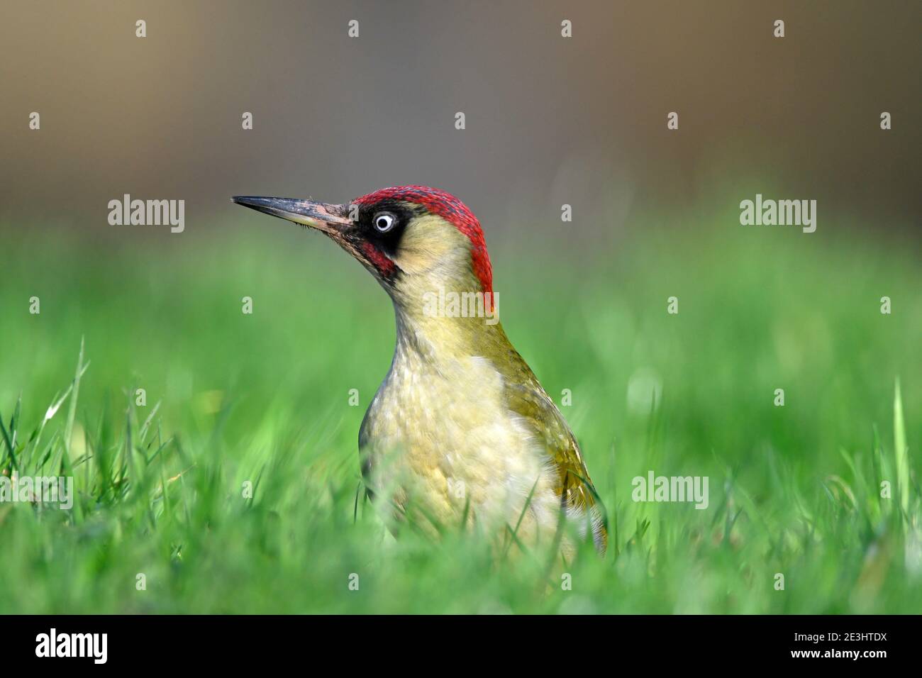 Green Woodpecker (Picus viridis) male sitting on grassy ground, Wales, December Stock Photo