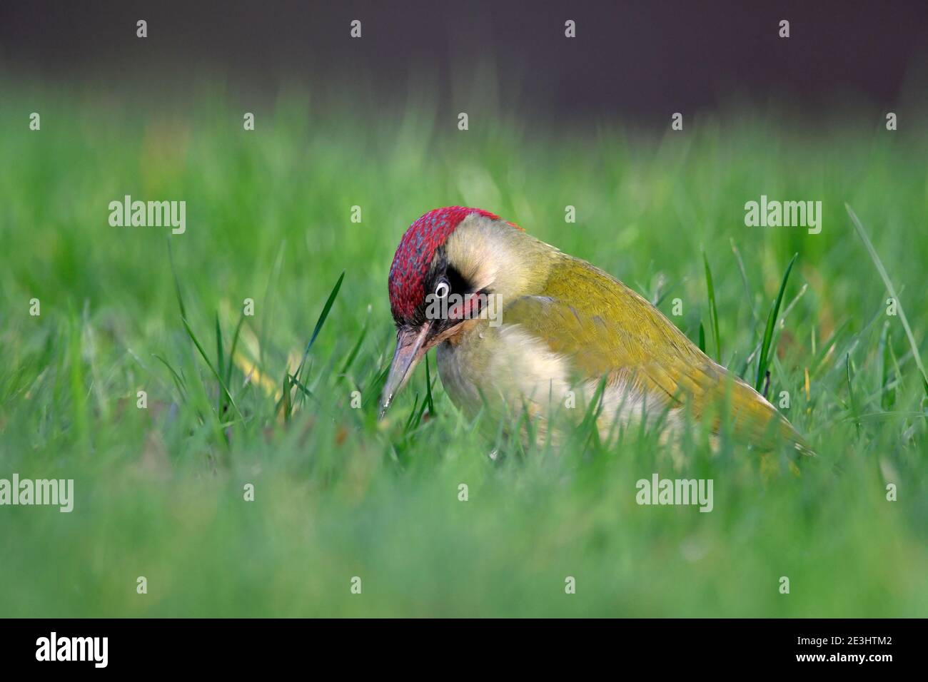 Green Woodpecker (Picus viridis) male on grassy ground, feeding on fallen pear fruit, Wales, December Stock Photo