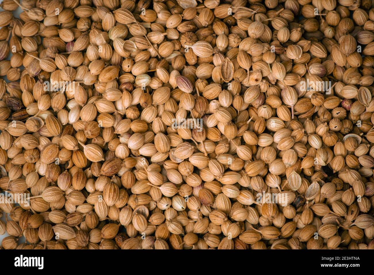 Top view of dried coriander fruits also known as coriander seeds Stock