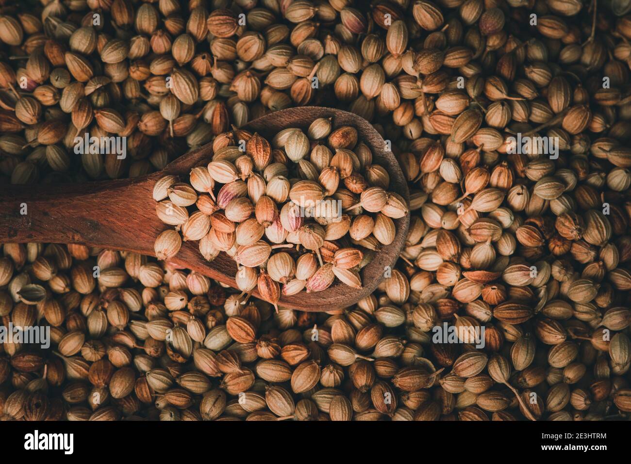 Top view of dried coriander fruits also known as coriander seeds Stock