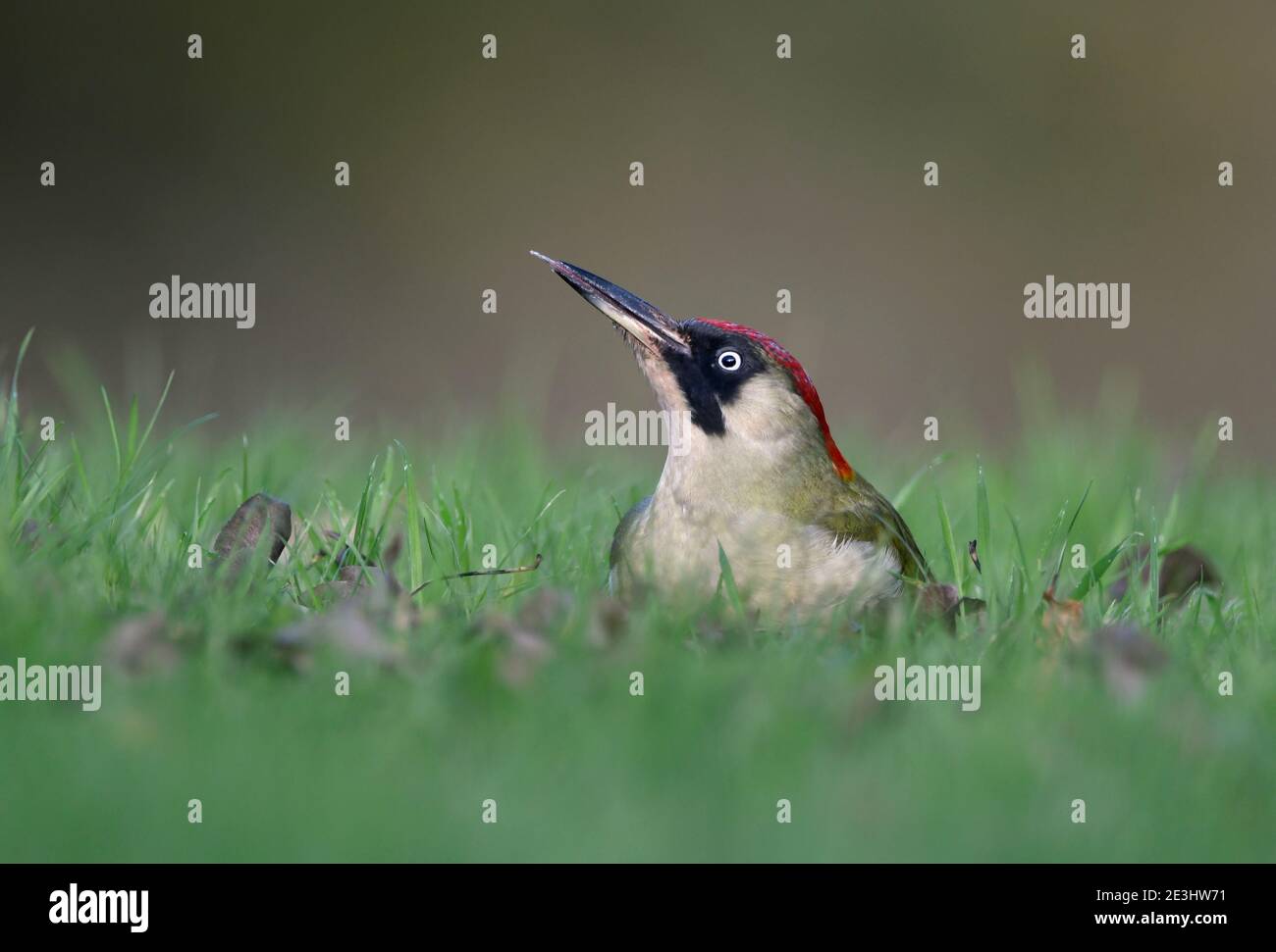 Green Woodpecker (Picus viridis) female on grassy ground, feeding on fallen fruit, tongue extended, Wales, November Stock Photo