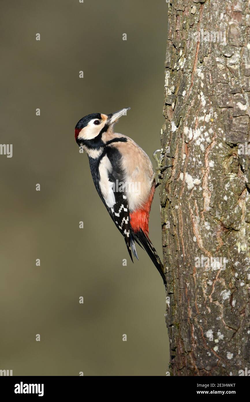 Great Spotted Woodpecker (Dendrocopos major) male perched on tree trunk, Wales, October Stock Photo