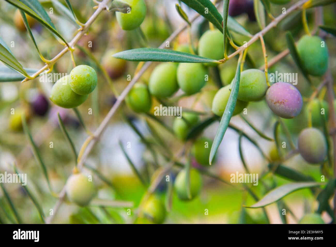 Olives in olive tree Stock Photo Alamy