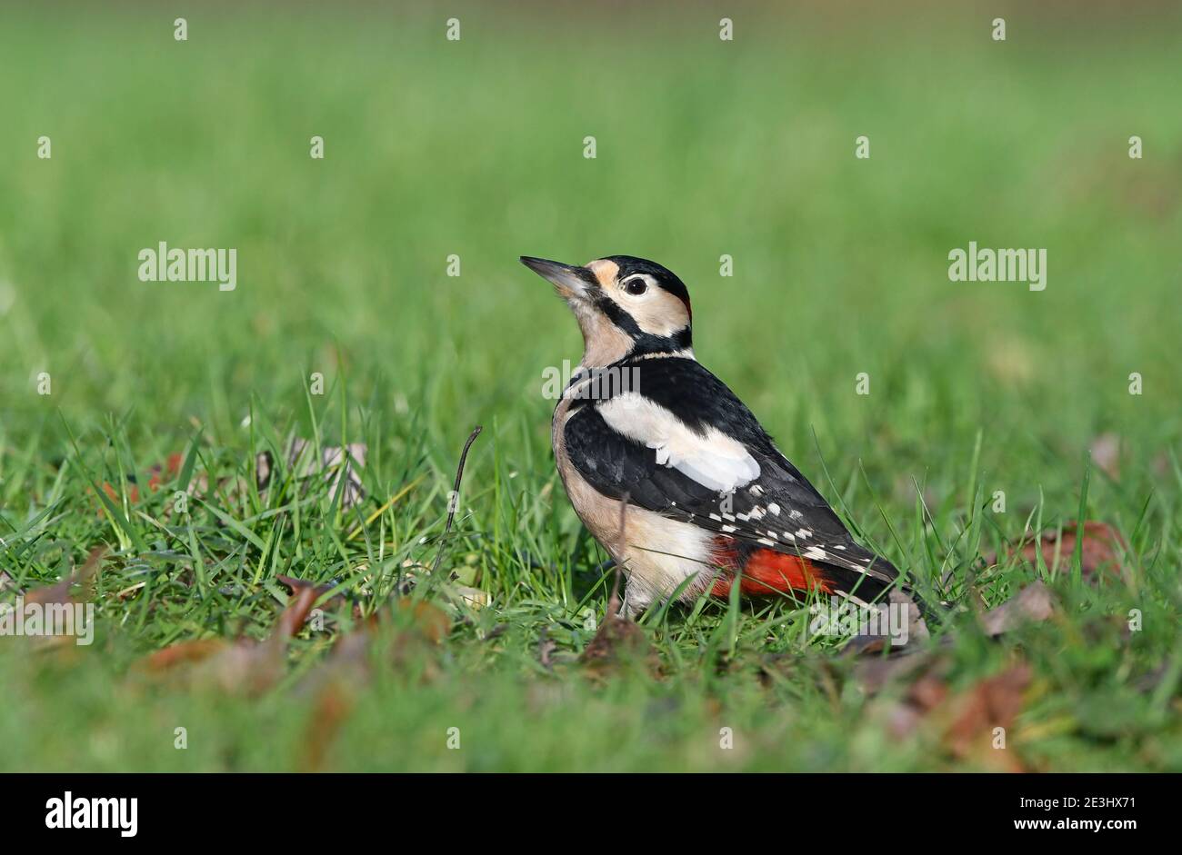 Great Spotted Woodpecker (Dendrocopos major) male standing on grassy ground, Wales, December Stock Photo